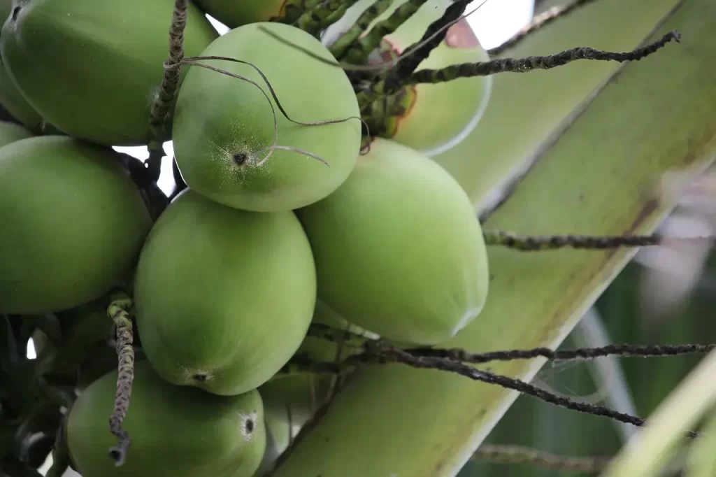 What is Glycemic Index? Why is it important 1 What is Glycemic Index of coconut, coconut tree, thailand-3024332.jpg