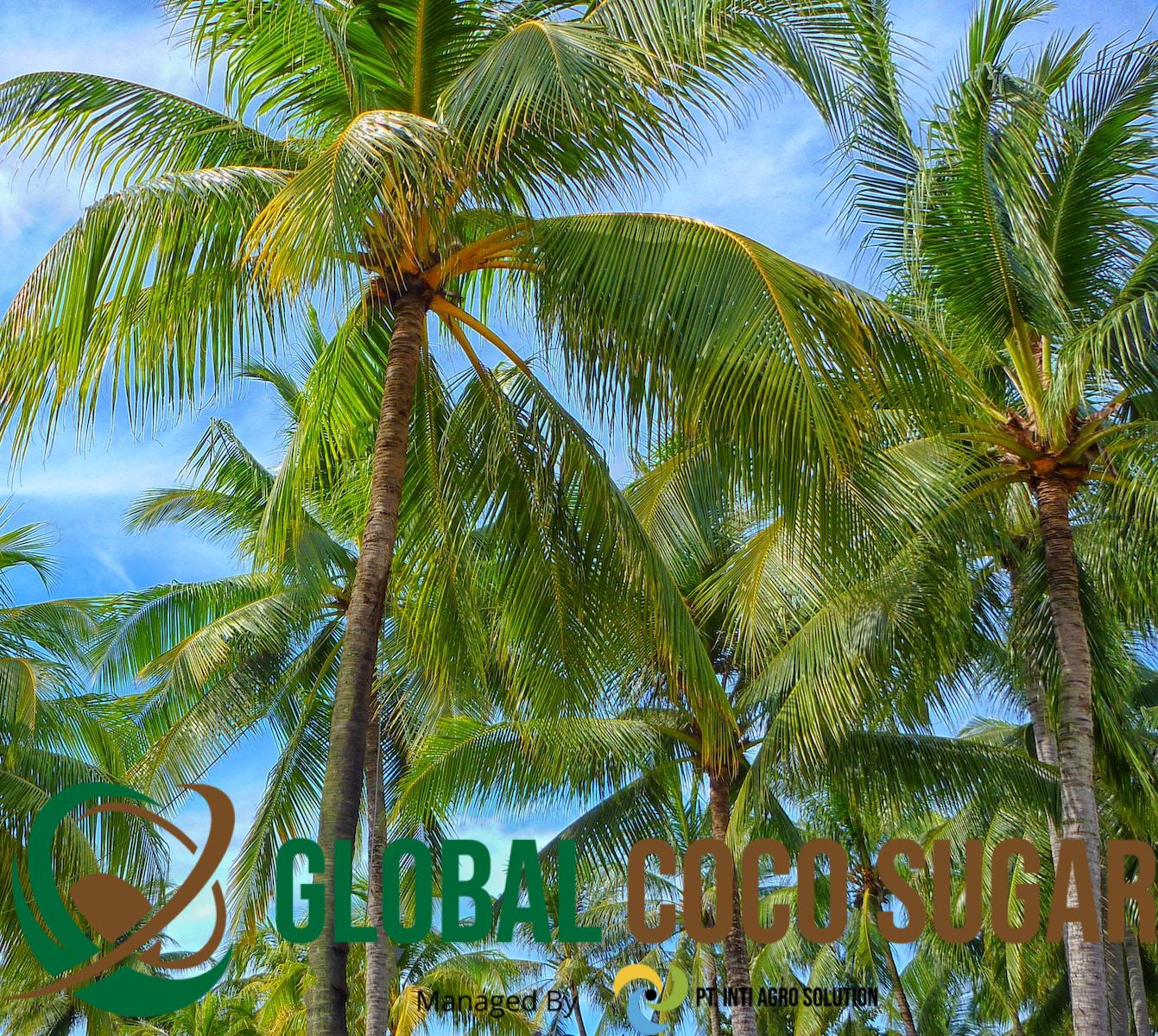 unrefined coconut sugar, coconut blossom sugar, coconut derivative products supplier from Indonesia, coconut milk benefits, coconut nectar syrup, coconut nectar benefits, healthy sugar alternative