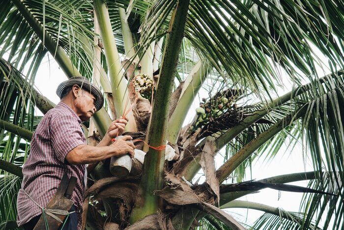 What Does Science Say About Coconut Sugar’s Reported Health Benefits? 4 coconut nectar what is it, raw coconut nectar benefits, coconut sugar farmers, coconut nectar farmers