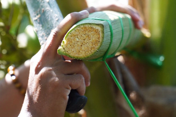 Where Does Coconut Sap Come From?