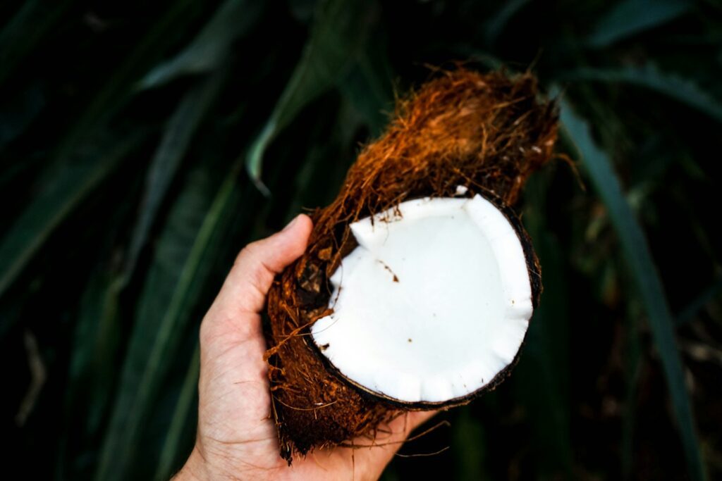 person holding coconut husk, organic desiccated coconut, unsweetened desiccated coconut, desiccated coconut powder, fine shredded coconut
