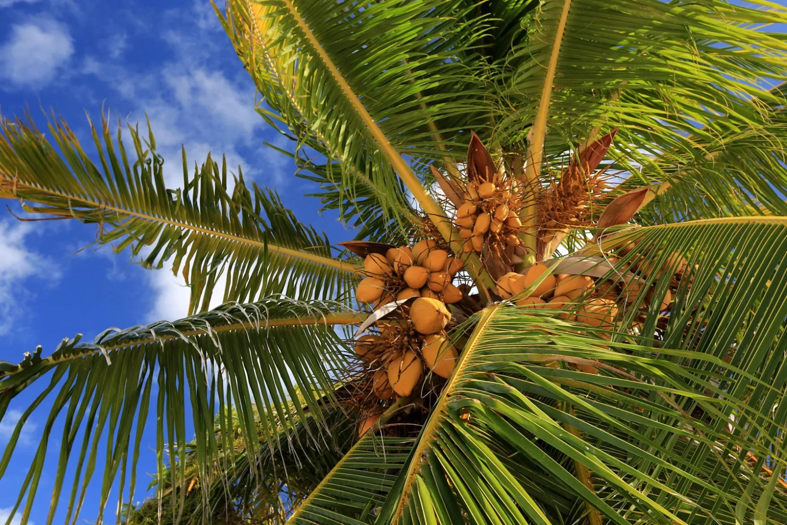organic coconut palms, bulk coconut sugar, coconut skinny syrup, powdered coconut sugar