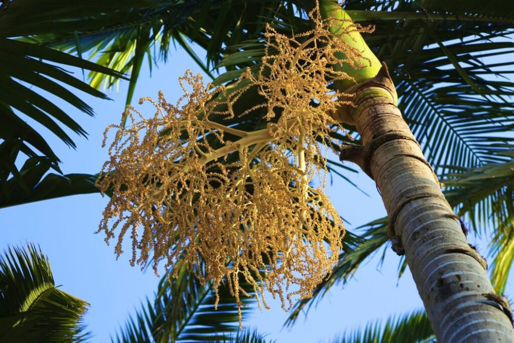 coconut flower nectar, coconut nectar sugar, coconut nectar syrup, blonde coconut nectar
