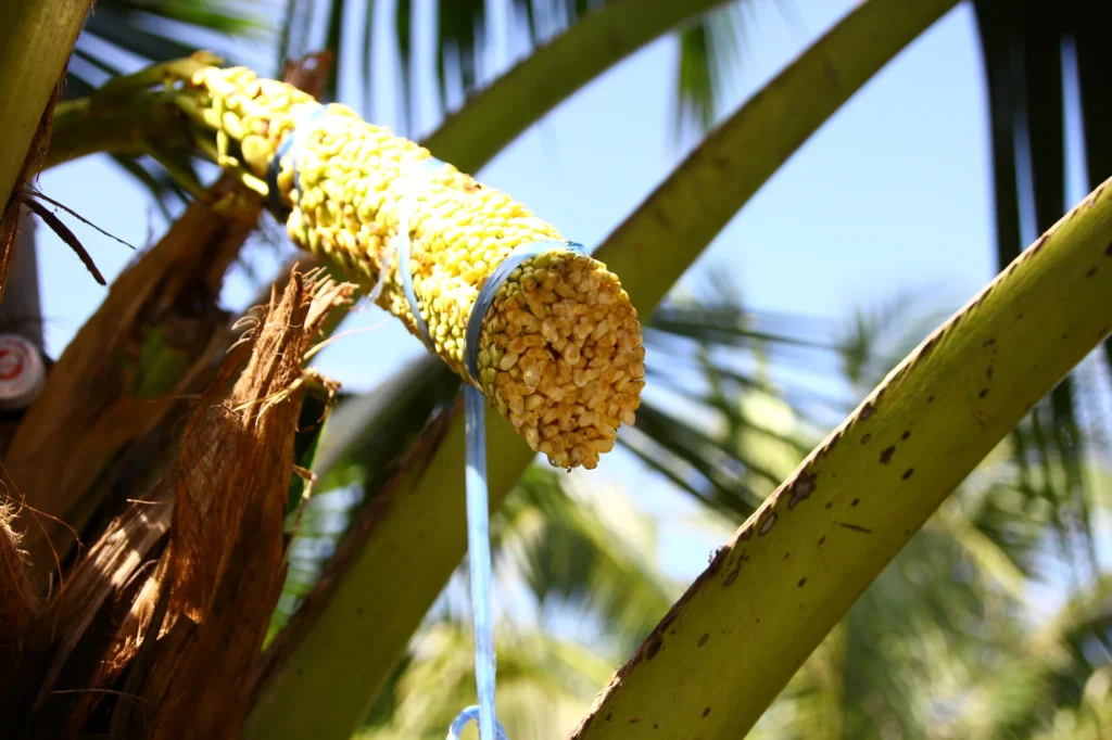 organic coconut flower nectar, organic coconut nectar, dinner ideas, smoothie