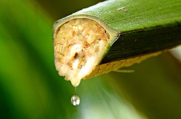Coconut Tree Sap, coconut palm sap, stevia sugar, glucose goddess, Coconut flower nectar, coconut nectar, keto diet, coconut sap, coconut nectar organic, coconut nectar, farmer, raw coconut nectar