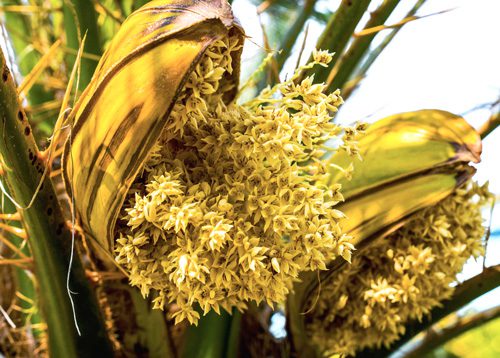 Why Coconut Nectar Is the Next Big Thing in Natural Sweeteners 1 organic coconut flower nectar, organic coconut nectar, dinner ideas, smoothie, coconut nectar organic, coconut nectar, farmer, raw coconut nectar, coconut nectar sugar, raw coconut nectar, coconut blossom nectar, coconut flower nectar, coconut nectar, natural sweeteners, sugar, coconut