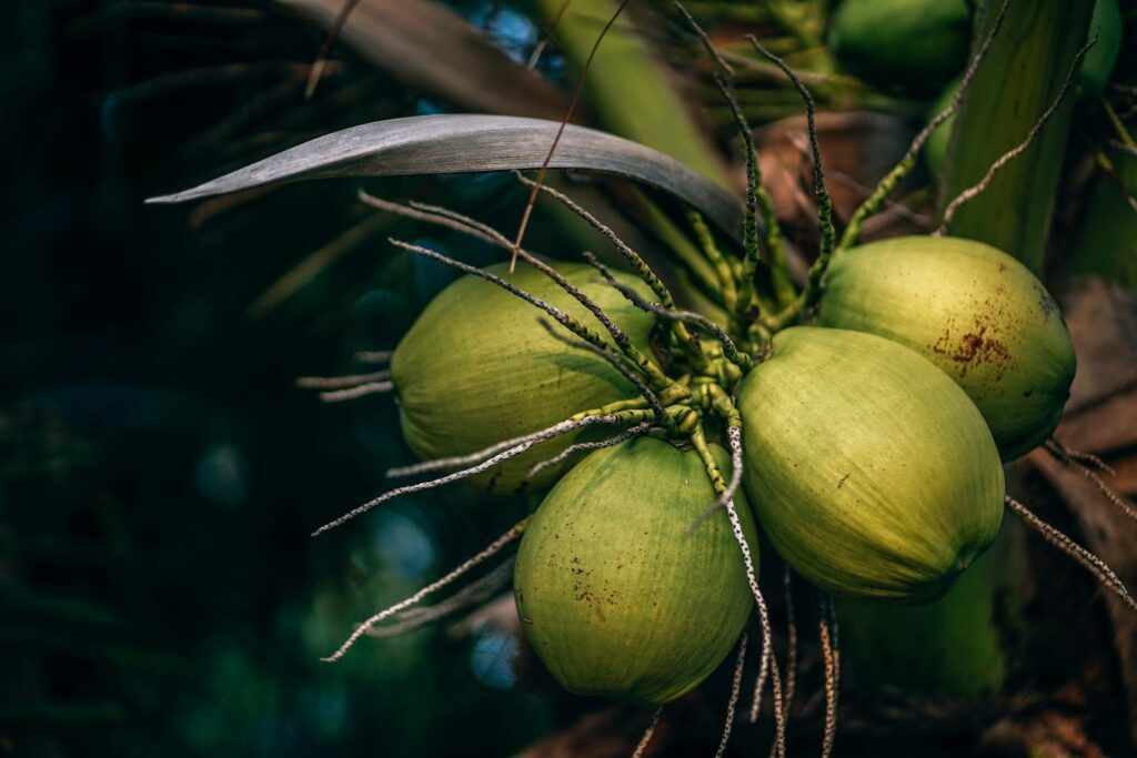 Nature’s Sweetness: The Art of Harvesting and Processing Coconut Tree Sap into Sugar 2 Coconut Tree Sap, coconut palm sap, stevia sugar, glucose goddess