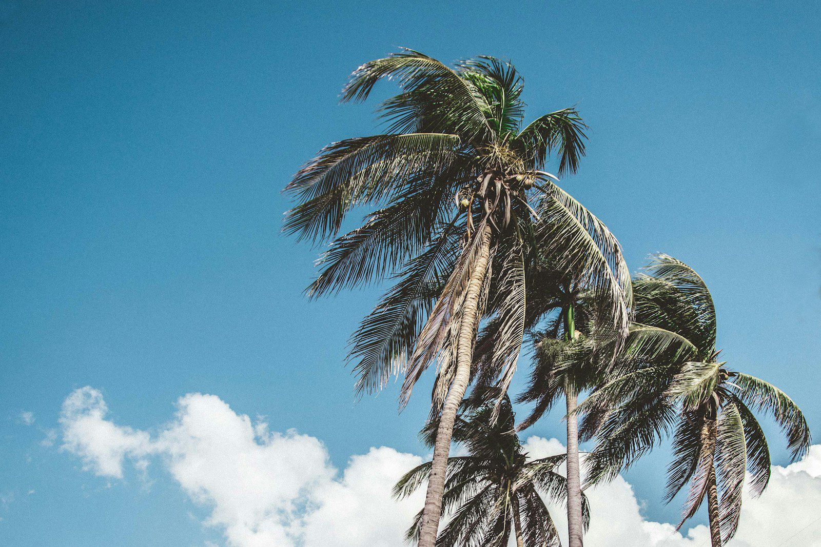 Desiccated Coconut vs Coconut Flower - How They Differ, When to Use Each One, and if They Can be Substituted 2 coconut flower, desiccated coconut, coconut nectar, sweetened coconut