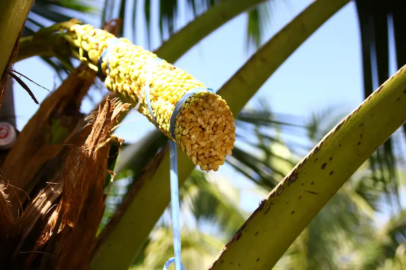 Coconut Blossom Nectar
