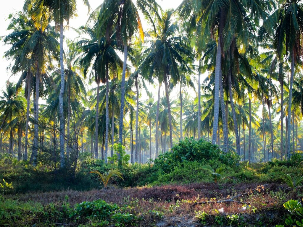 Desiccated Coconut vs Coconut Flower - How They Differ, When to Use Each One, and if They Can be Substituted 1 coconut flower, desiccated coconut, coconut nectar, sweetened coconut