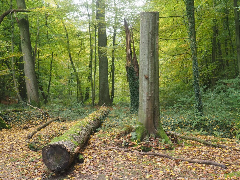 Coconut nectar, environmental, production, coconut sugar