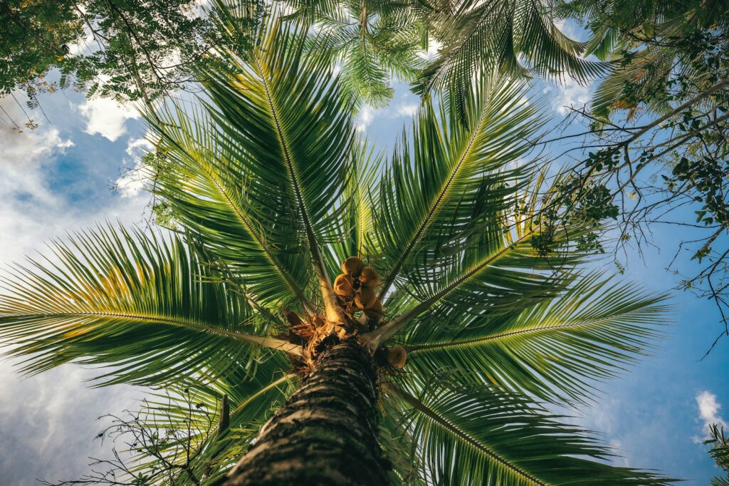 How Coconut Sugar Is Made: From Tree to Table 3 coconut sugar, tree, food, natural coconut sugar