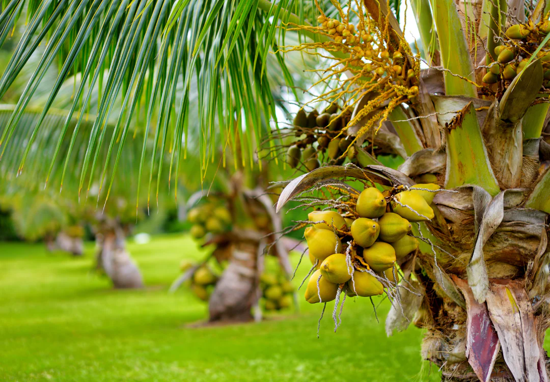 coconut nectar, tree, table, coconut sugar, Coconut nectar, environmental, production, coconut sugar, vegan, diet, coconut nectar, healthy
