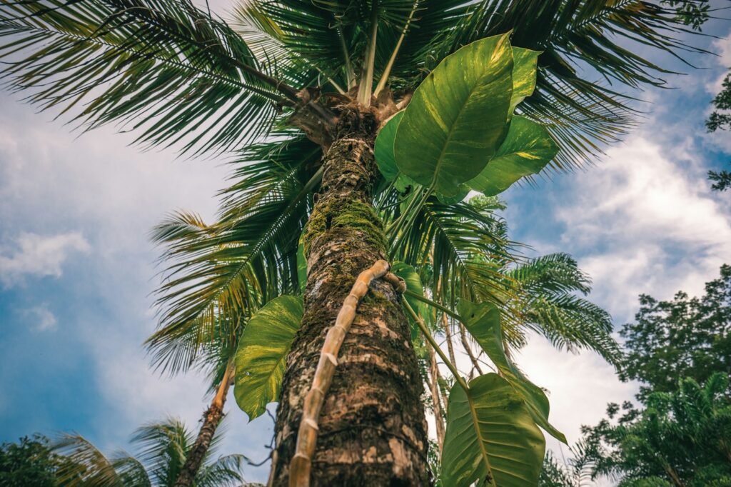 How Coconut Sugar Is Made: From Tree to Table 2 coconut sugar, tree, food, natural coconut sugar