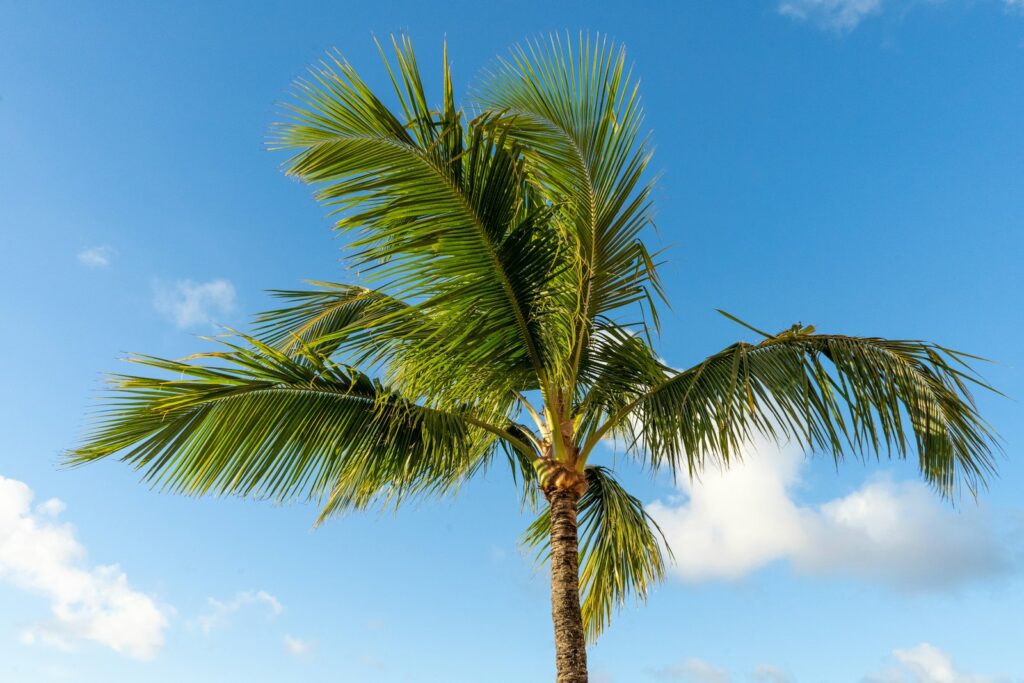 How Coconut Sugar Is Made: From Tree to Table 1 coconut sugar, tree, food, natural coconut sugar
