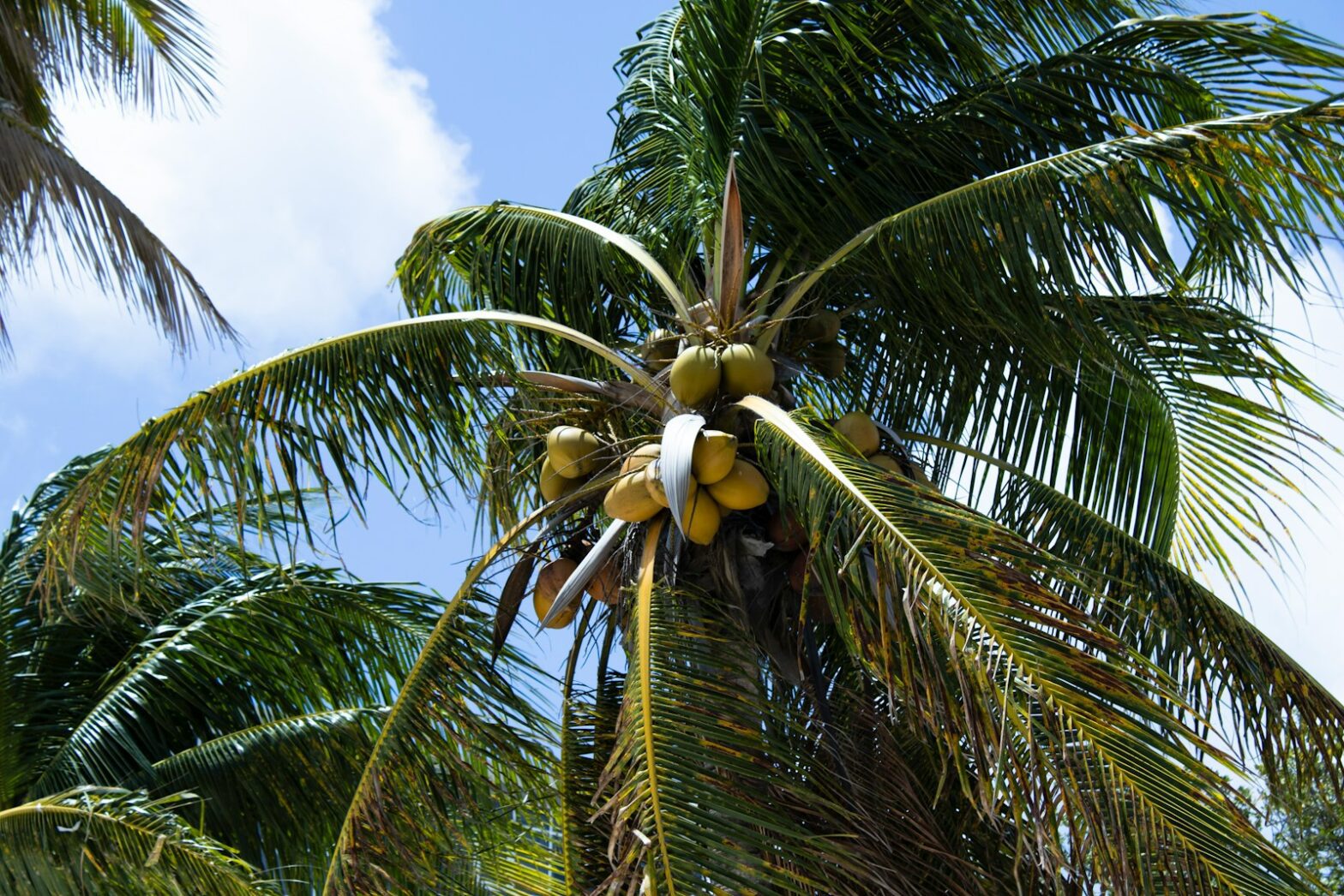 Coconut nectar, environmental, production, coconut sugar