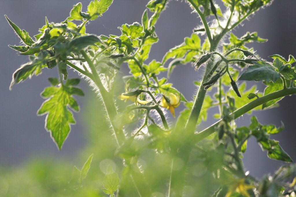 coconut sugar, natural coconut sugar, coconut powder, sweeteners 