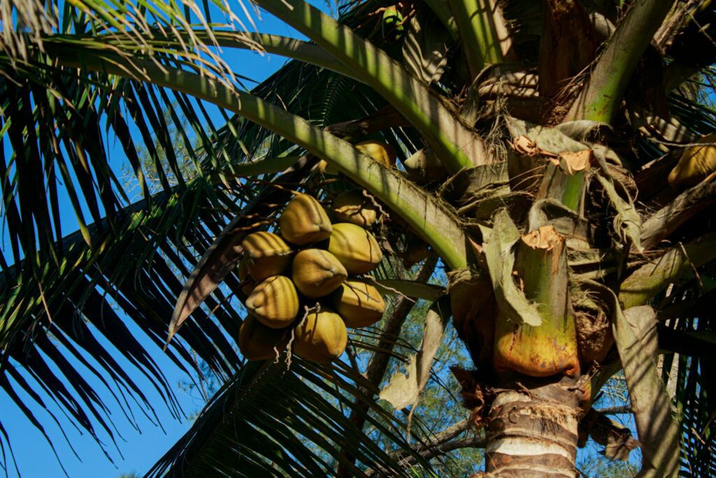 coconut nectar, diabetics, healthy, lifestyle 