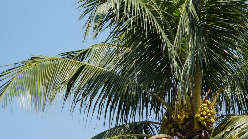 Exploring the Glycemic Index of Coconut Nectar 3 coconut nectar, glycemic index, inulin, healthy