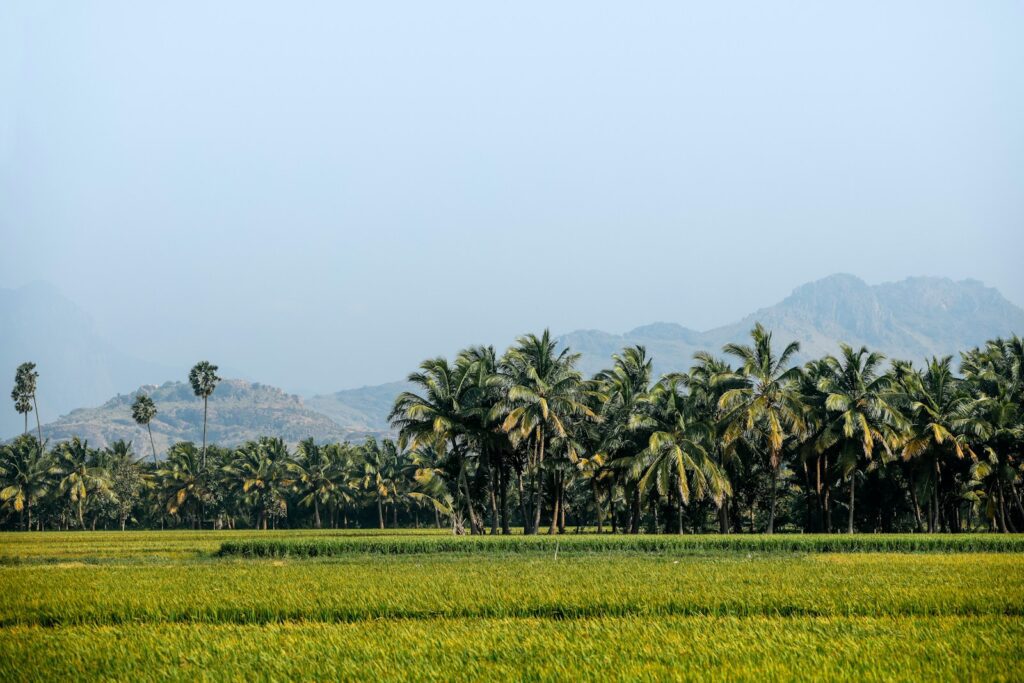  coconut sugar, natural, sweetener, coconut
