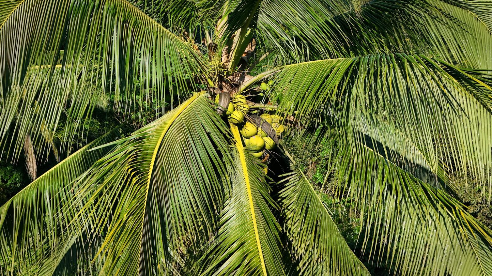 coconut sugar, palm sugar, sweeteners, healthy