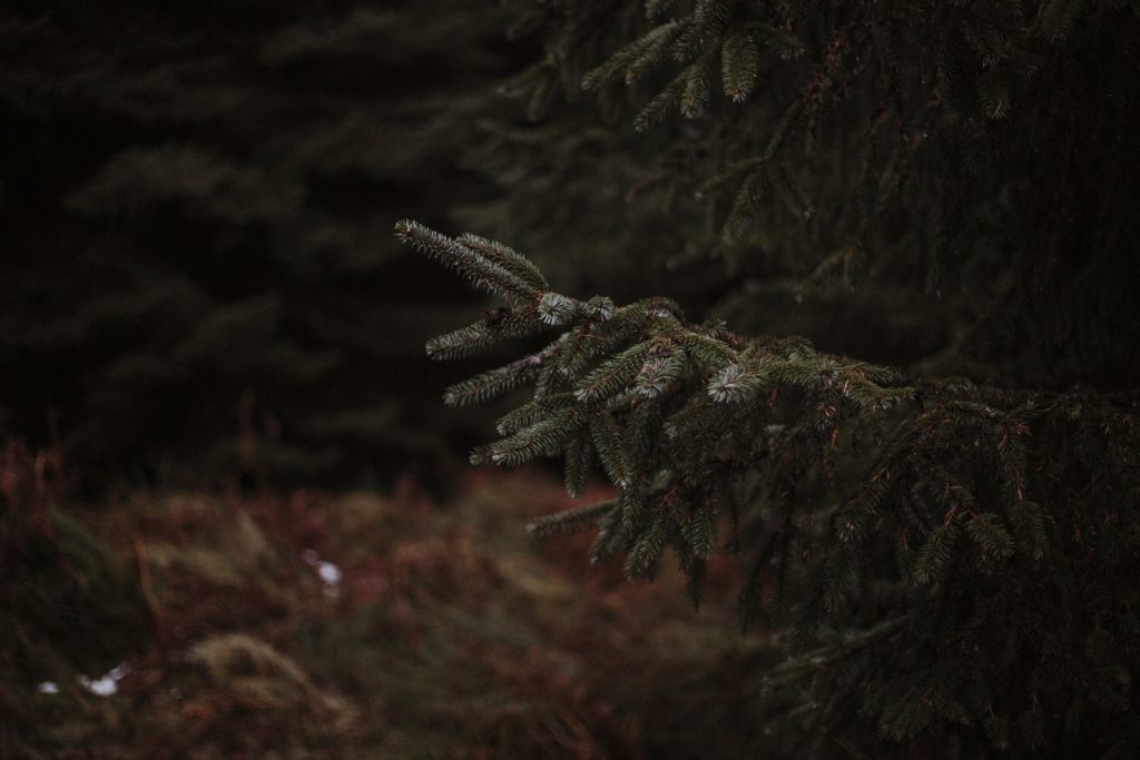 Why Coconut Sugar Is a Better Choice for Natural Living 4 coconut sugar, living, sweeteners, healthy