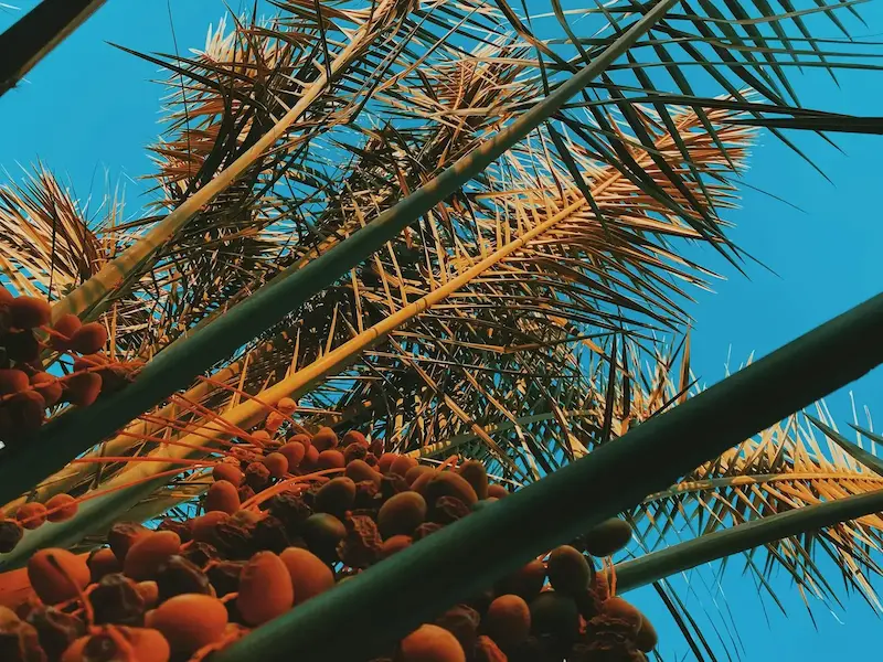 palm sugar vs coconut sugar