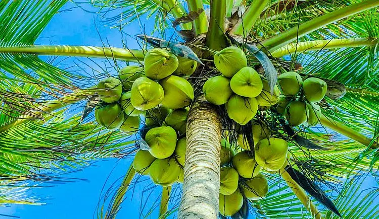 Why Is Indonesia the World's Largest Coconut Sugar Producer? 6 Structural Advantages Explained 2 largest coconut sugar producer Global Coco Sugar