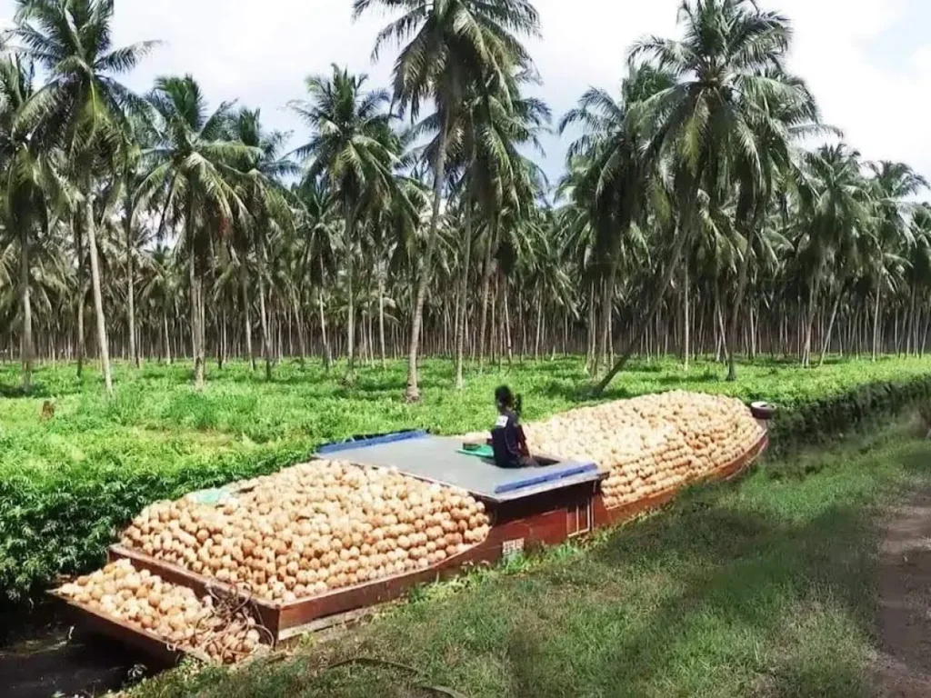 Best Countries to Source Coconut Sugar: Indonesia vs Philippines vs Sri Lanka — A Complete Buyer's Comparison (2026) 2 indonesia is the best countries to source coconut sugar