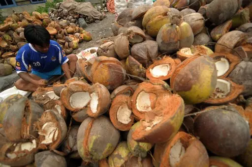Why Is Indonesia the World's Largest Coconut Sugar Producer? 6 Structural Advantages Explained 4 largest coconut sugar producer Global Coco Sugar