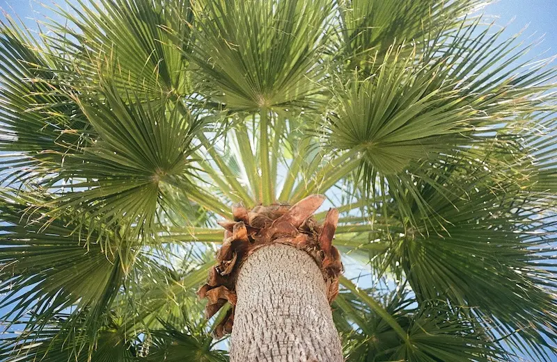palm sugar tree