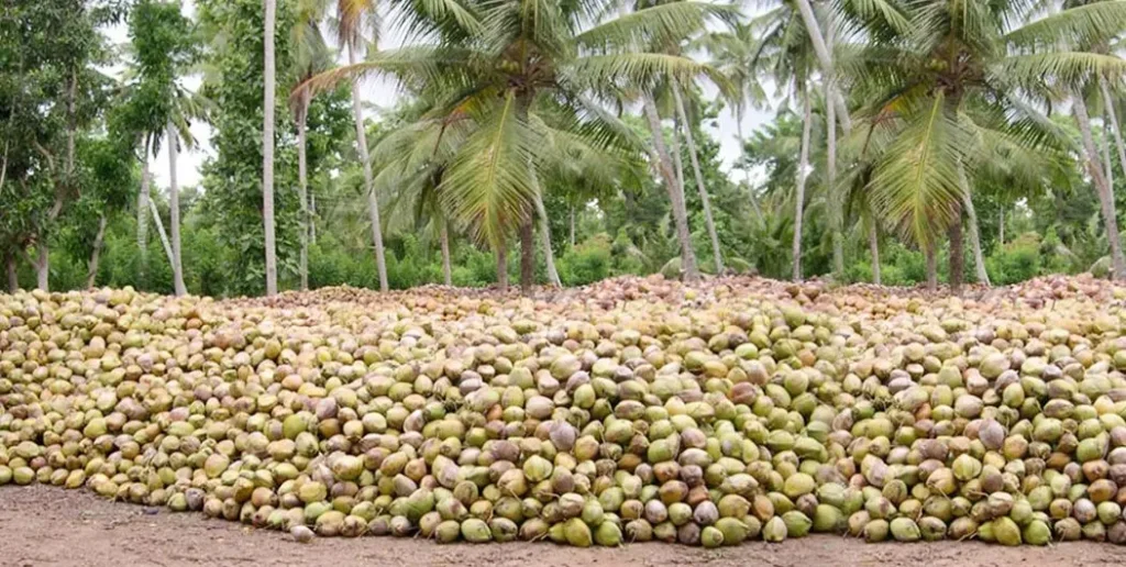 Best Countries to Source Coconut Sugar: Indonesia vs Philippines vs Sri Lanka — A Complete Buyer's Comparison (2026) 4 sri lanka coconut sugar