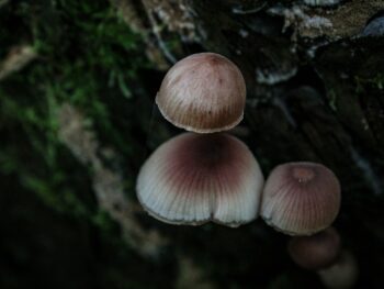 Photo by 🪷 🍄 Desiccated coconut, fungi, mold, spoilage