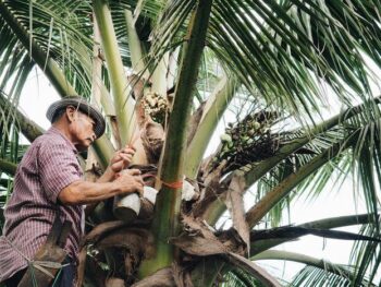 Coconut-Farmer-Collecting-Nectar-01-e1628415245419 (1) (1) coconut nectar what is it, raw coconut nectar benefits, coconut sugar farmers, coconut nectar farmers, coconut sugar healthy, how is coconut nectar made, how to produce coconut nectar