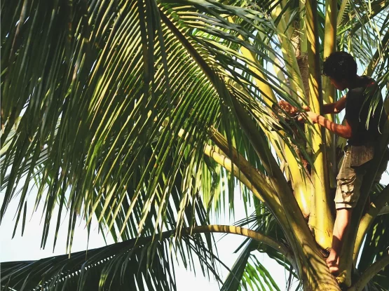 a4c52a14b1b839346926c64205a90aa6 coconut blossom
