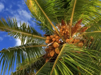 organic coconut palms, bulk coconut sugar, coconut skinny syrup, powdered coconut sugar