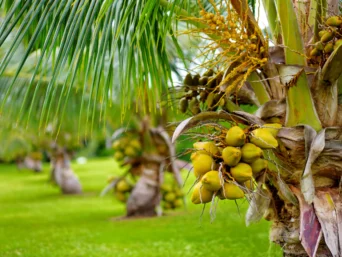 coconut nectar, tree, table, coconut sugar, Coconut nectar, environmental, production, coconut sugar, vegan, diet, coconut nectar, healthy
