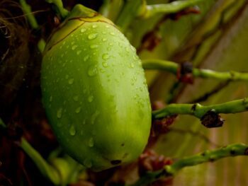 pure palm sugar, stevia coconut drops, best coconut flour, coconut sugar keto {{brizy_dc_image_alt entityId=