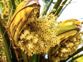 organic coconut flower nectar, organic coconut nectar, dinner ideas, smoothie, coconut nectar organic, coconut nectar, farmer, raw coconut nectar, coconut nectar sugar, raw coconut nectar, coconut blossom nectar, coconut flower nectar, coconut nectar, natural sweeteners, sugar, coconut, coconut nectar, diabetics, healthy, lifestyle
