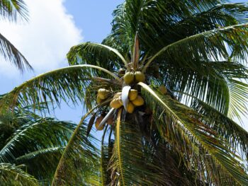 Coconut nectar, environmental, production, coconut sugar {{brizy_dc_image_alt entityId=