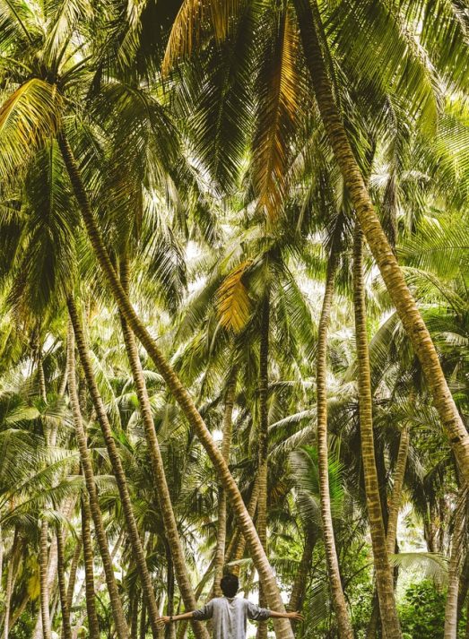 coconut product from indonesia