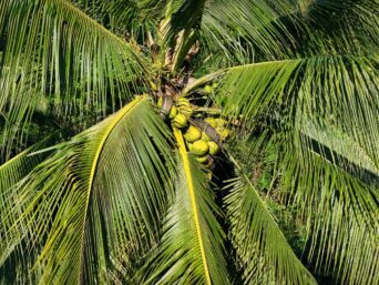 Photo by XT7 Core coconut sugar, palm sugar, sweeteners, healthy
