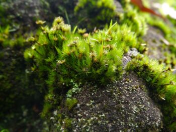coconut flakes, plat based, diet, sustainable