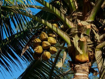 Photo by Vania Nava coconut, coconut nectar, products, sweeteners